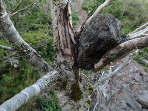 Climbing Calbuco Volcano – foto 3