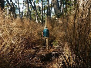 Trekking from Antillanca to Rupanco Lake – foto 2