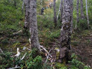 Trekking from Antillanca to Rupanco Lake – foto 7